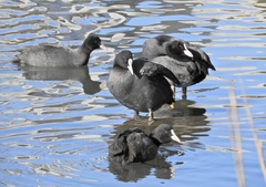 Fulica atra