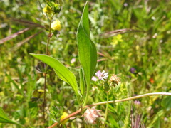 Scorpiurus muricatus