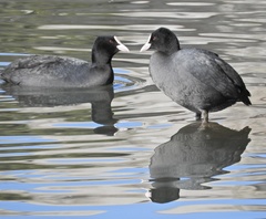 Fulica atra