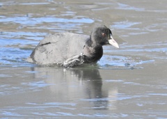 Fulica atra