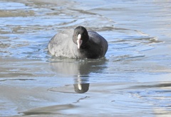Fulica atra