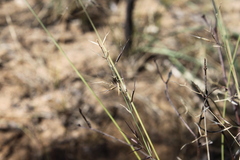 Aristida calycina