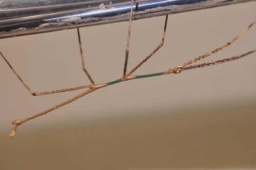 Phobaeticus sinetyi