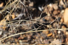 Aristida calycina