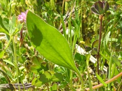 Scorpiurus muricatus