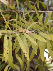 Melaleuca citrina