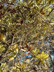 Melaleuca citrina