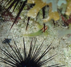 Tigrigobius multifasciatus