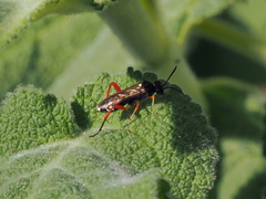 Macrophya diversipes