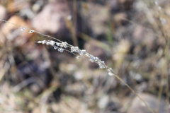 Digitaria brownii
