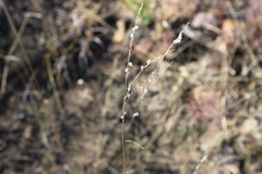 Digitaria brownii