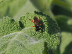 Macrophya diversipes