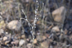Digitaria brownii