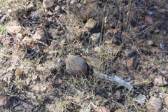 Digitaria brownii