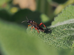 Macrophya diversipes