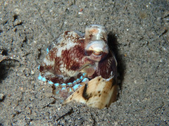 Amphioctopus marginatus