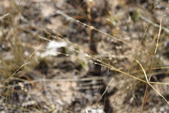 Digitaria ammophila