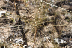 Digitaria ammophila