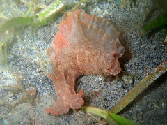Aplysia reticulata