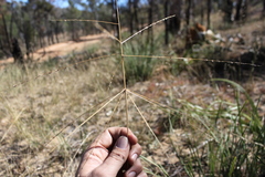 Digitaria ammophila