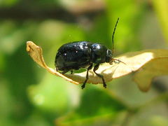 Cryptocephalus androgyne