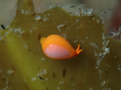 Cystiscus minutissimus