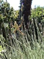 Argiope australis