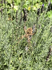 Argiope australis