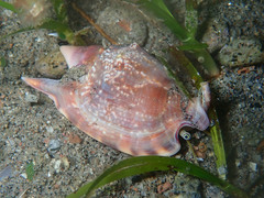 Euprotomus bulla