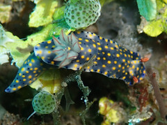 Hypselodoris roo