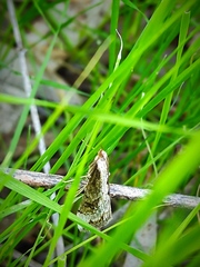 Lepidoptera