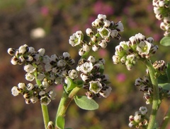 Corrigiola litoralis