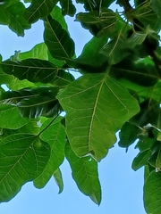 Dysoxylum spectabile