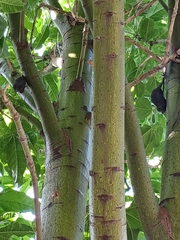 Dysoxylum spectabile