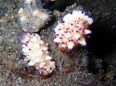 Mexichromis multituberculata