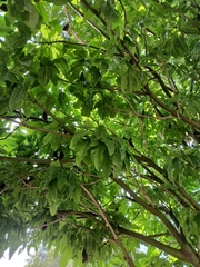 Dysoxylum spectabile