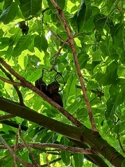 Dysoxylum spectabile