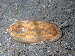 Oliva miniacea