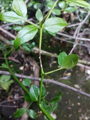 Cassinopsis ilicifolia