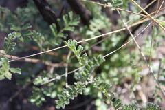 Dodonaea boroniifolia