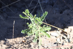 Dodonaea boroniifolia