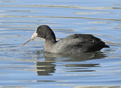 Fulica atra