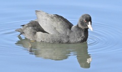 Fulica atra