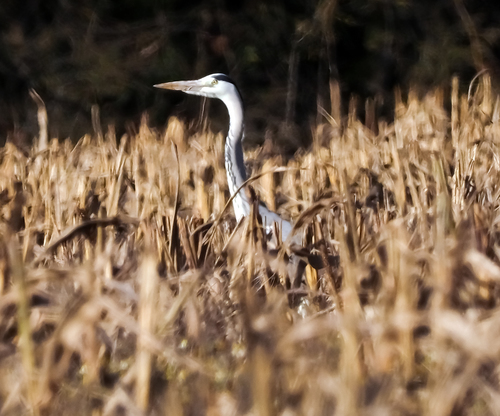 Ardea cinerea