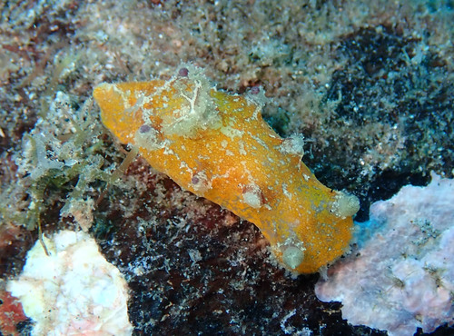 Plocamopherus pecoso Vallès & Gosliner, 2006