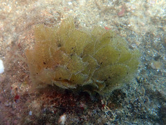 Polybranchia orientalis