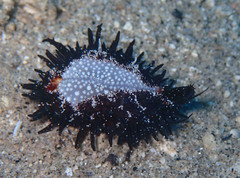 Staphylaea staphylaea