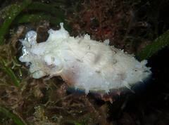 Sepia bandensis