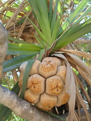 Pandanus basedowii