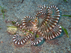 Wunderpus photogenicus